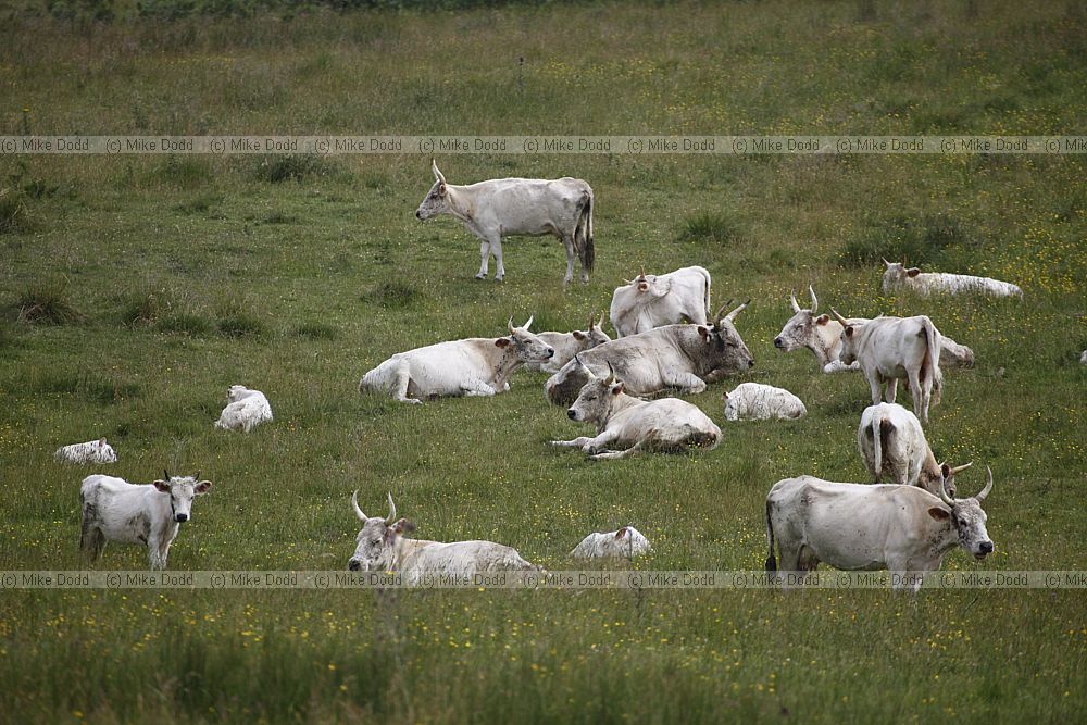 Bos primigenius Chillingham cattle which bear some similarities to the extinct Aurochs and which have been genetically isolated for hundreds of years they live in a small population of around 100 individuals without the intervention of man