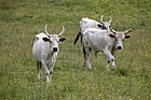 Bos primigenius Chillingham cattle which bear some similarities to the extinct Aurochs and which have been genetically isolated for hundreds of years they live in a small population of around 100 individuals without the intervention of man