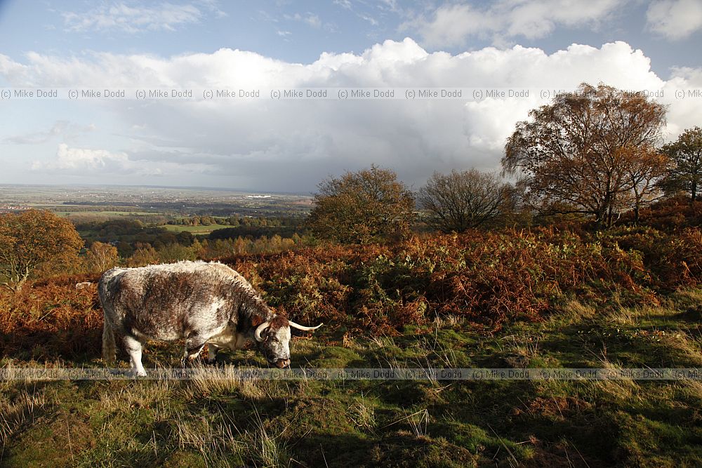 Bos primigenius English longhorn cow