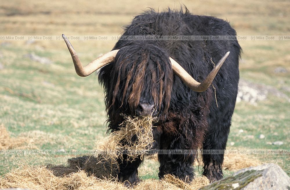Bos primigenius Highland cow