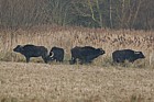 Bubalus bubalis Water buffalo at Rye meads RSBP reserve managing the vegetation