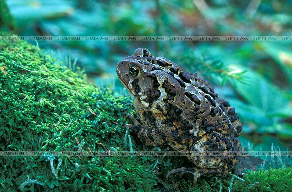 Bufo americanus American toad