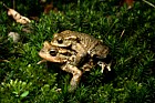 Bufo bufo Common toad