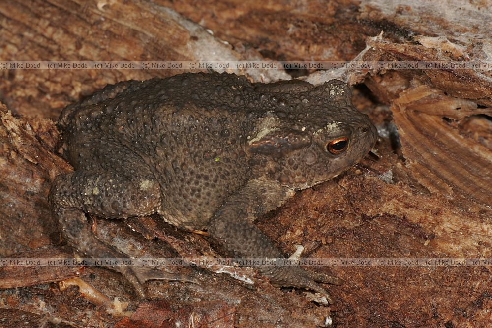 Bufo bufo European Toad