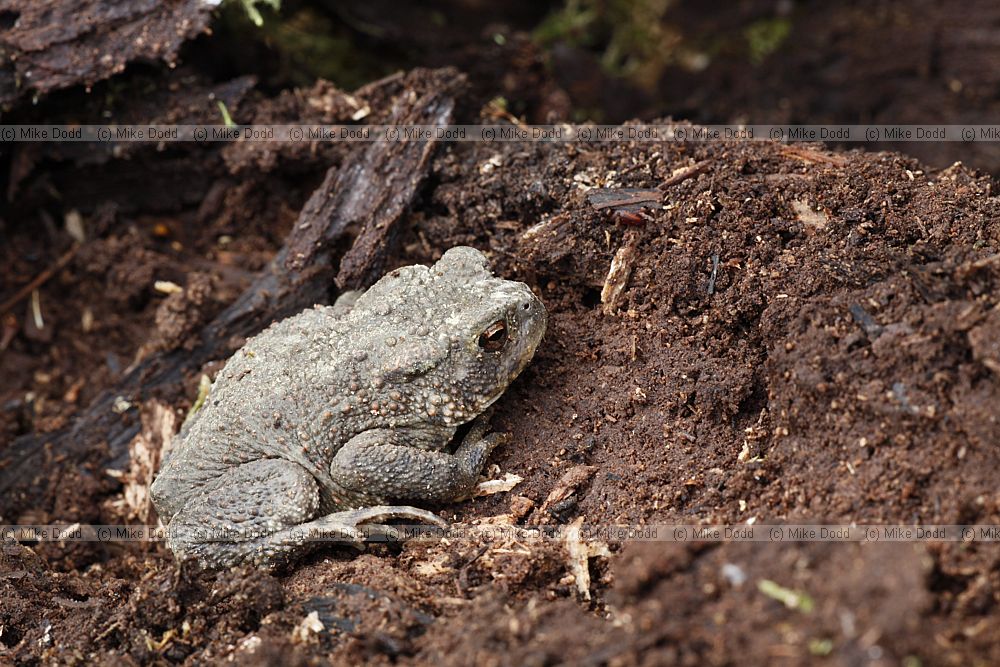 Bufo bufo European Toad