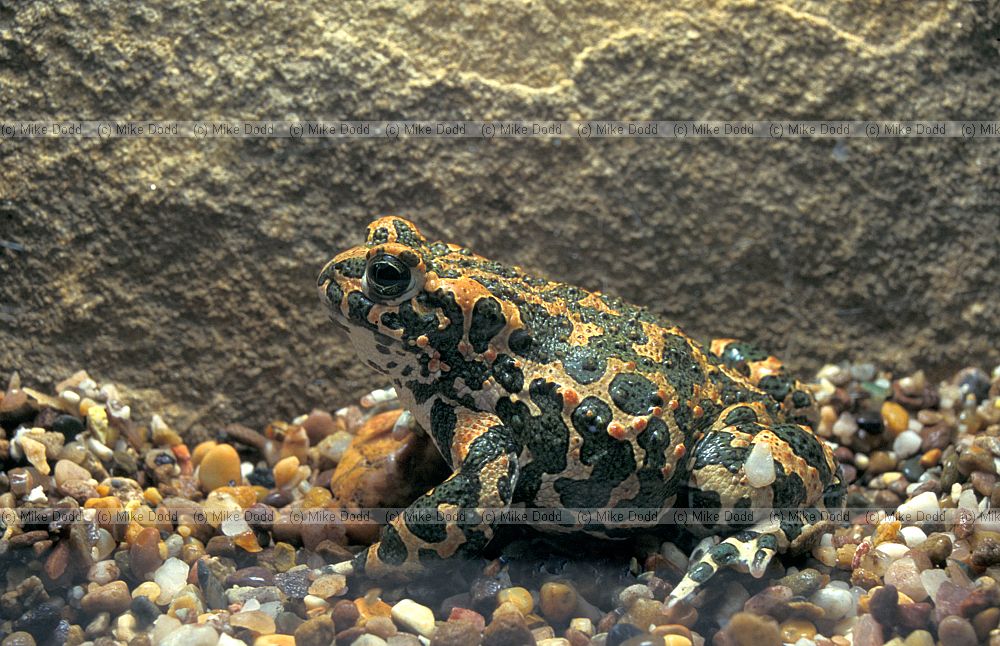 Bufo viridis Green toad