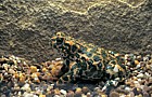 Bufo viridis Green toad