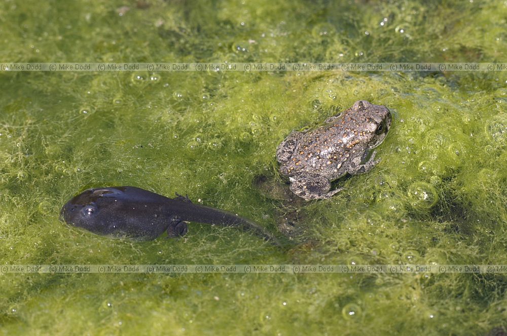 Bufo viridis Green Toadlet and tadpole