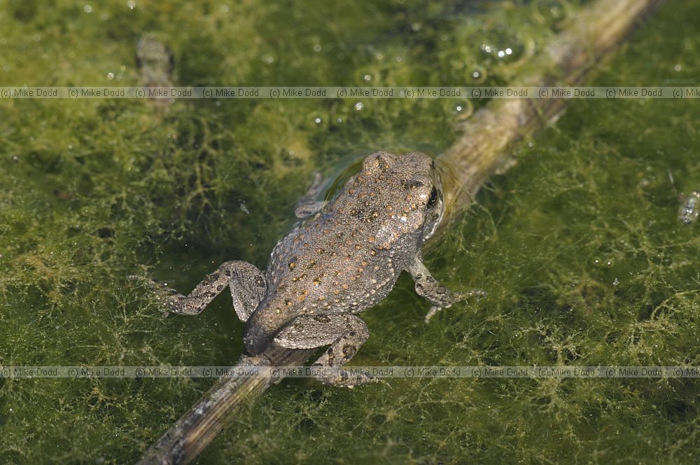 Bufo viridis Green Toadlet