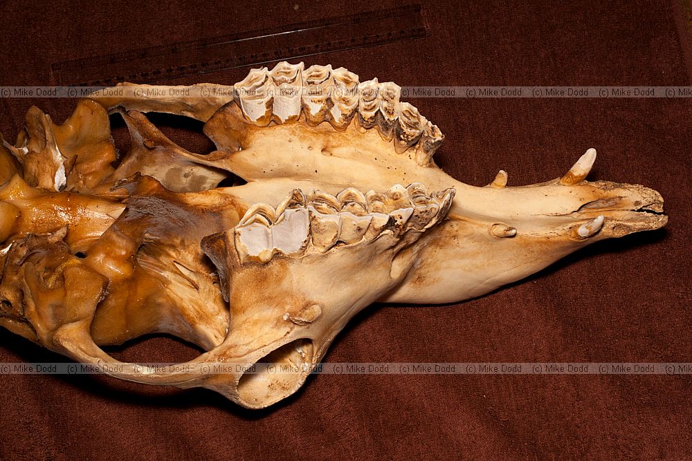 Skull and teeth of camel Bactrian (Camelus bactrianus)