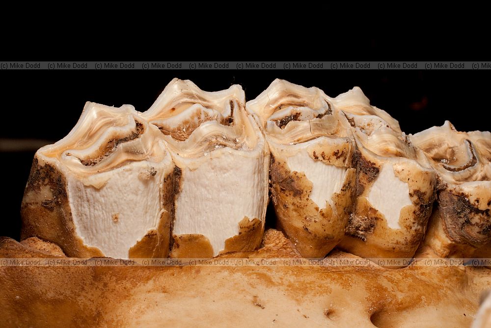 Camelus bactrianus Skull and teeth of Bactrian camel