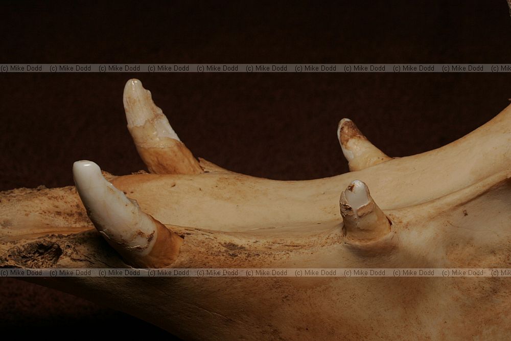 Camelus bactrianus Skull and teeth of Bactrian camel
