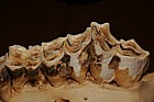 Camelus bactrianus Skull and teeth of Bactrian camel