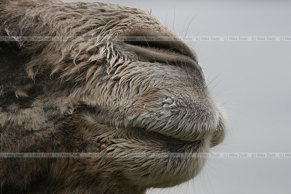 Camelus bactrianus Bactrian camel