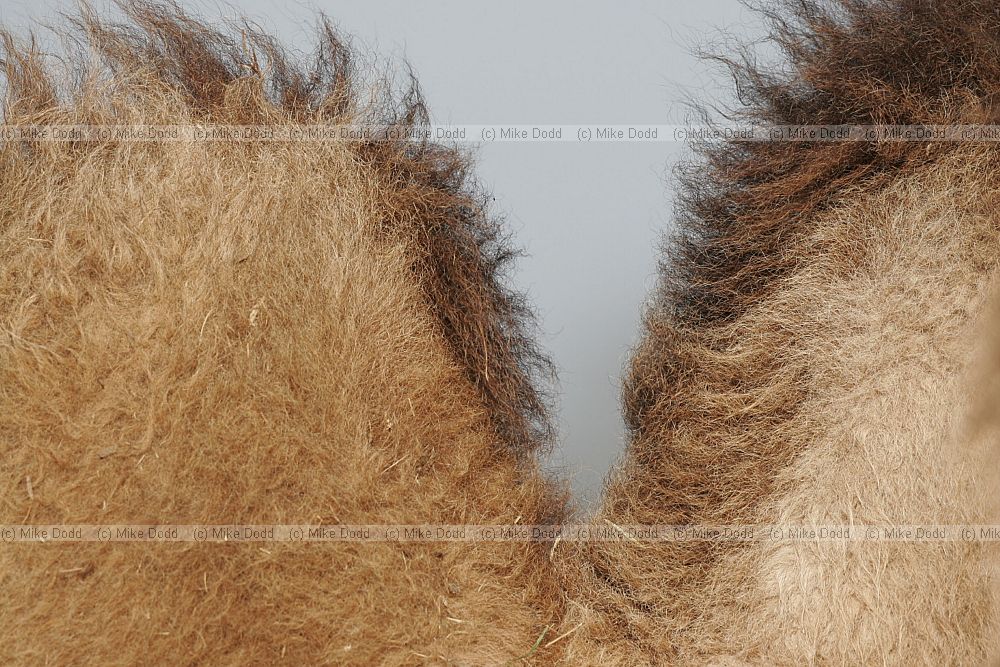 Camelus bactrianus Bactrian camel