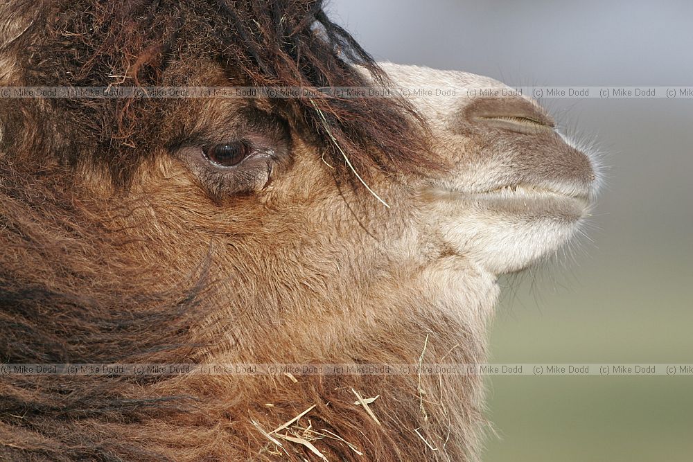 Camelus bactrianus Bactrian camel