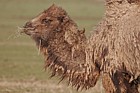 Camelus bactrianus Bactrian camel