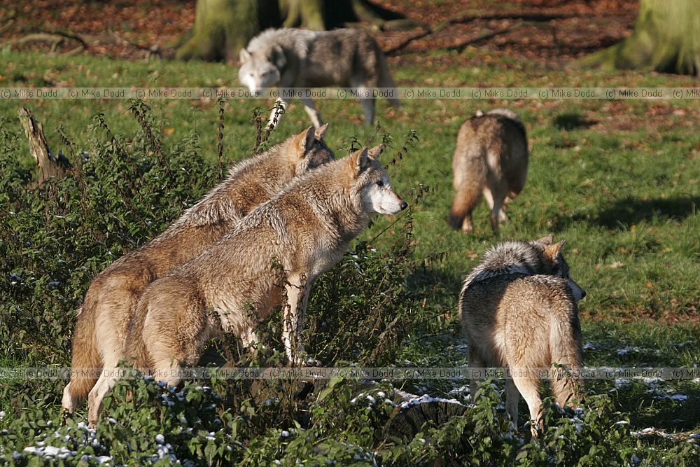 Canis lupus Grey Wolf