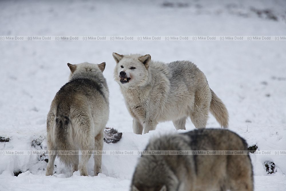 Canis lupus Grey Wolf