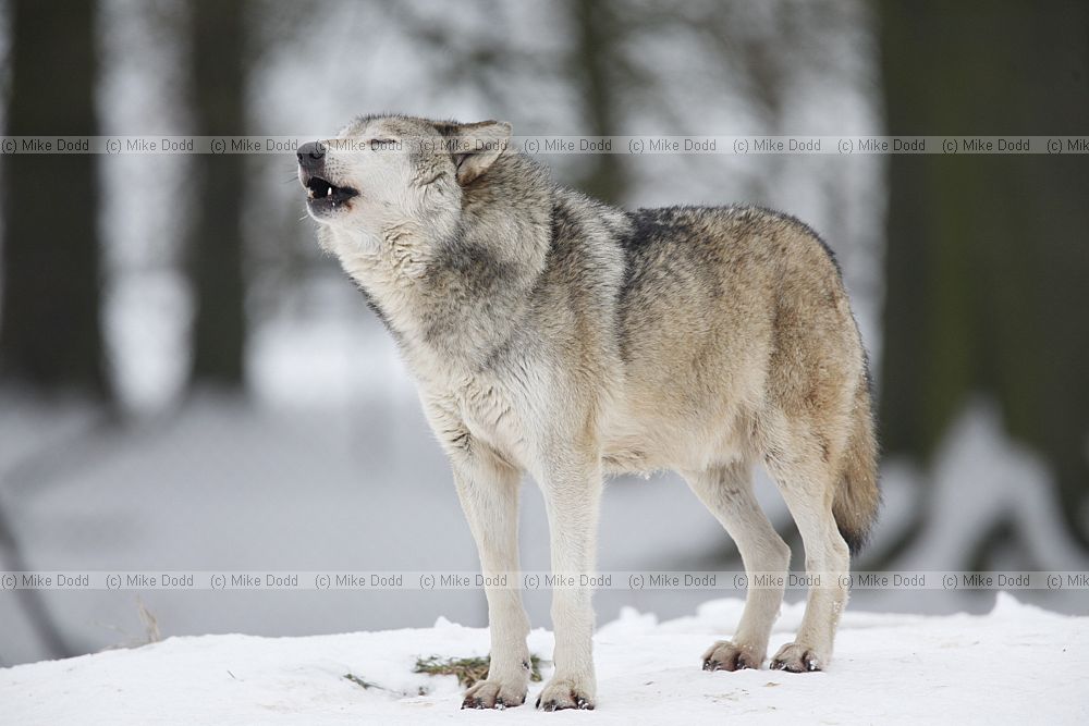 Canis lupus Grey Wolf