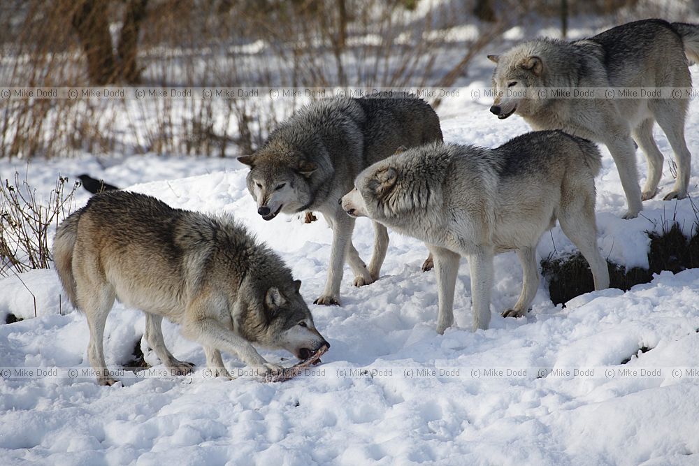 Canis lupus Grey Wolf