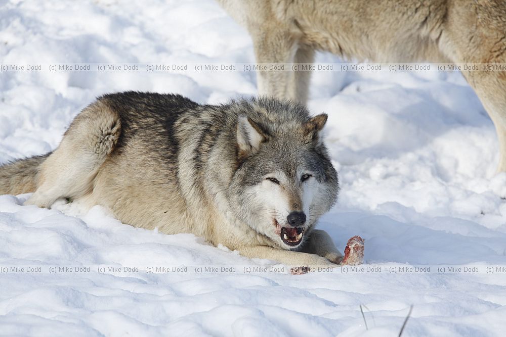 Canis lupus Grey Wolf