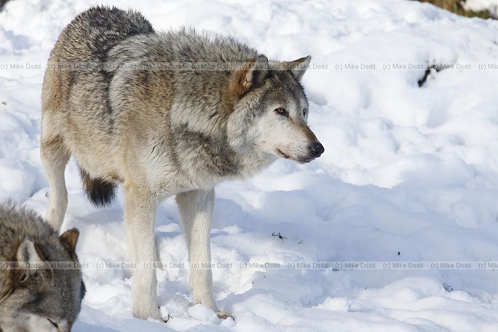 Canis lupus Grey Wolf