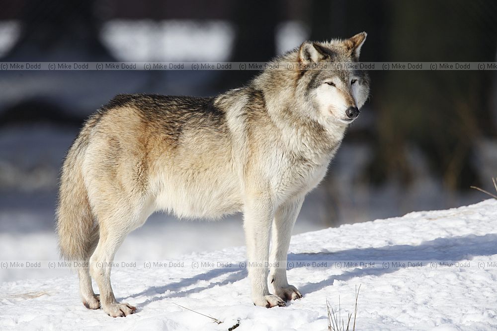 Canis lupus Grey Wolf