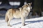 Canis lupus Grey Wolf