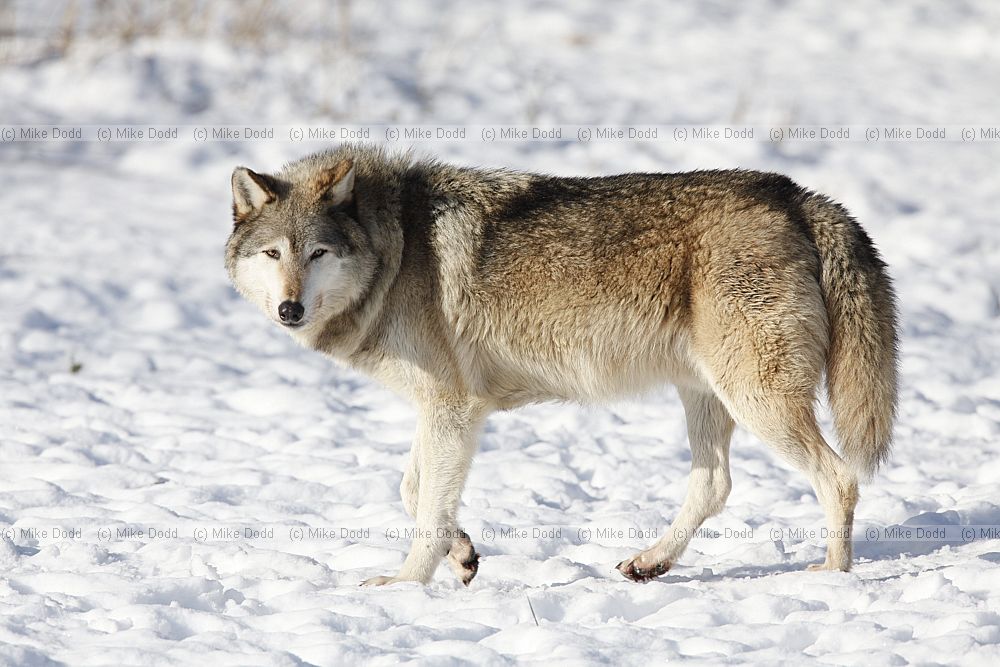 Canis lupus Grey Wolf