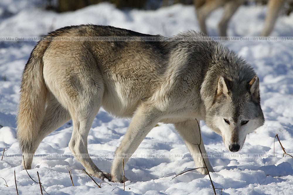 Canis lupus Grey Wolf