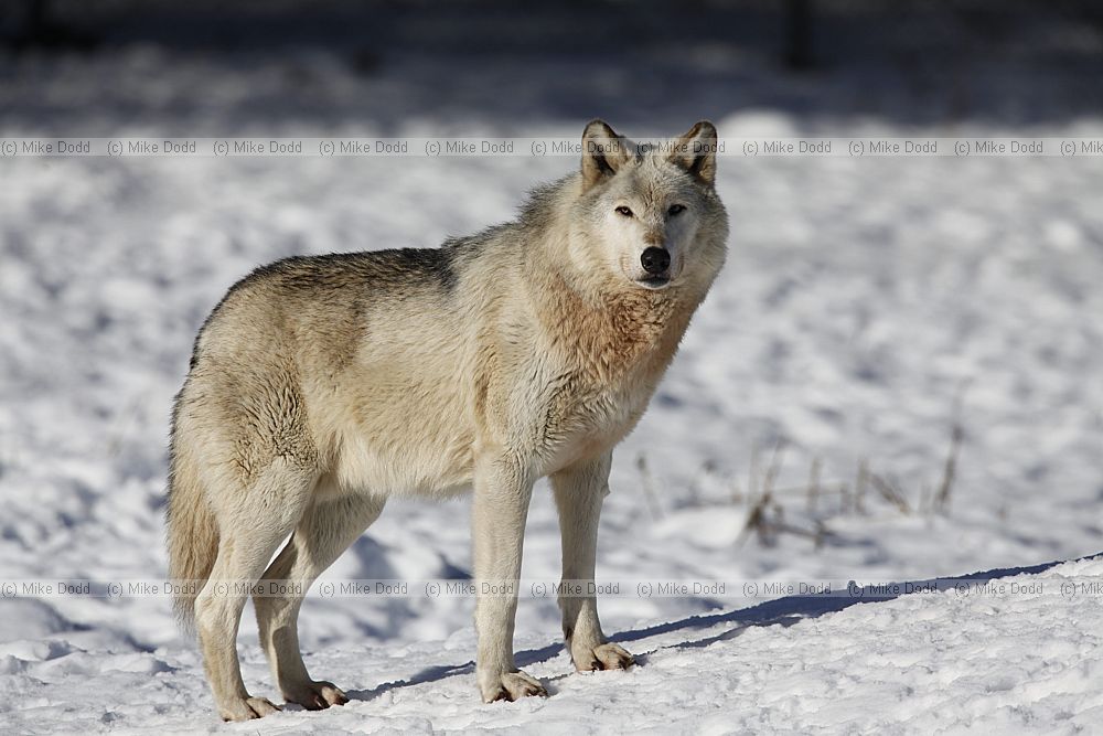 Canis lupus Grey Wolf