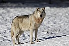 Canis lupus Grey Wolf