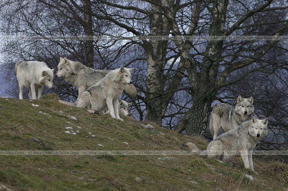 Canis lupus Grey Wolf