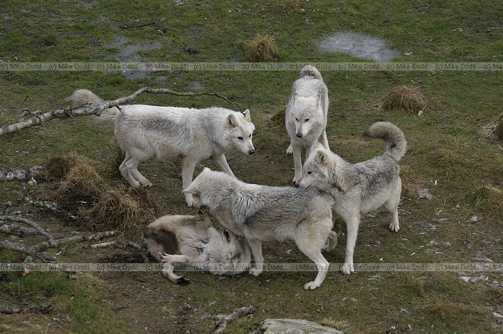 Canis lupus Grey Wolf