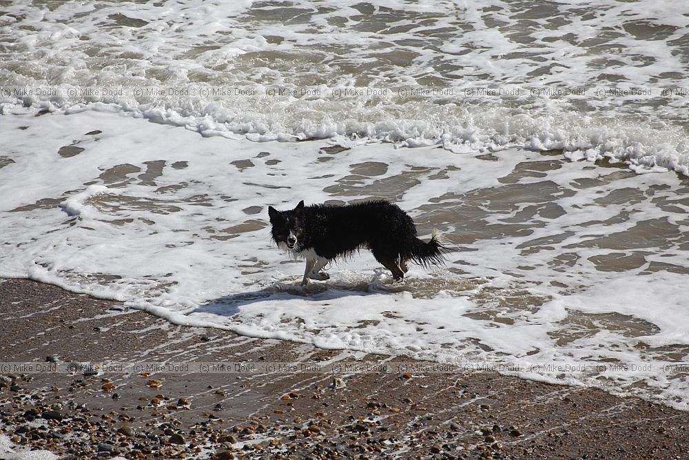 Canis lupus familiaris domestic dog
