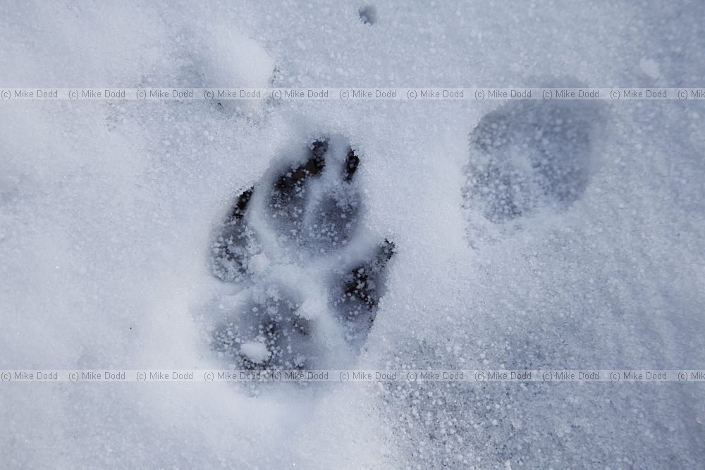 Canis lupus familiaris domestic Dog  footprints in snow