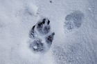 Canis lupus familiaris domestic Dog  footprints in snow