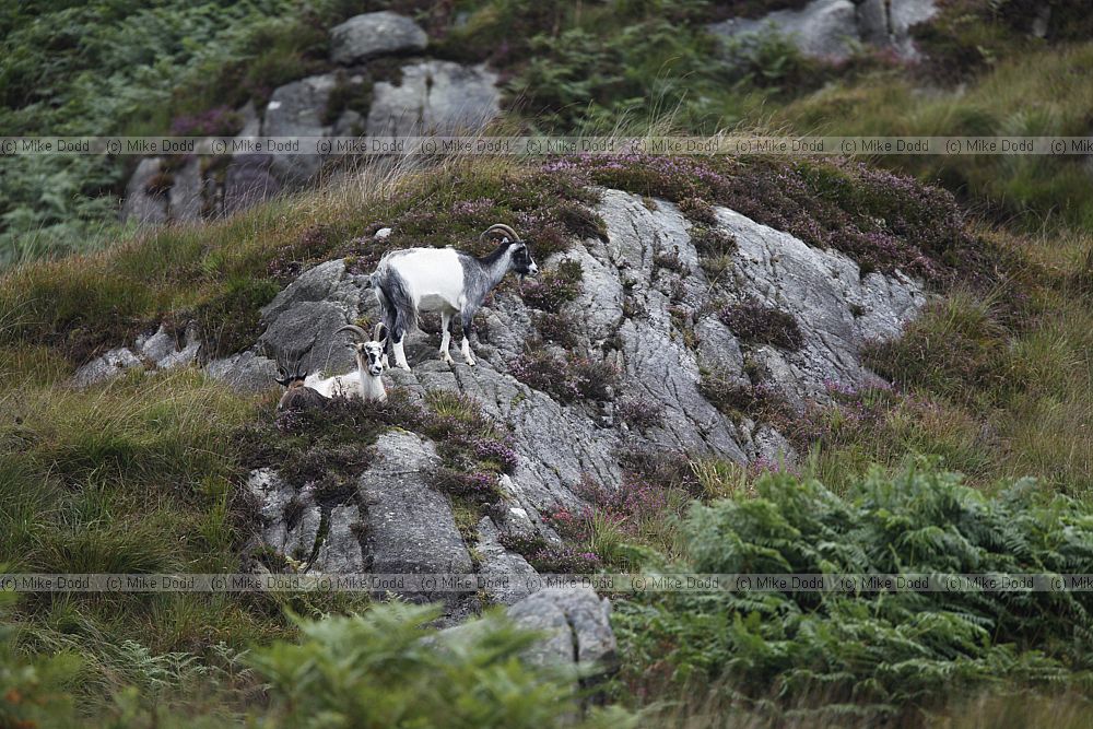 Capra aegagrus hircus Feral goat