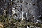Capra aegagrus hircus Feral goat