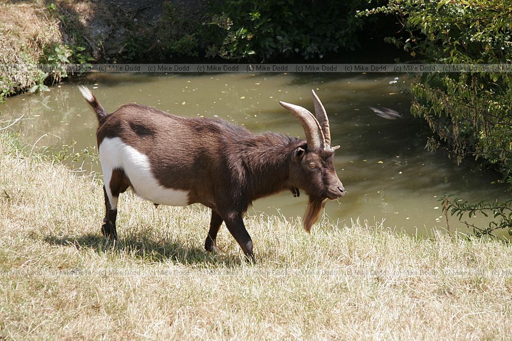 Capra aegagrus hircus Billy goat