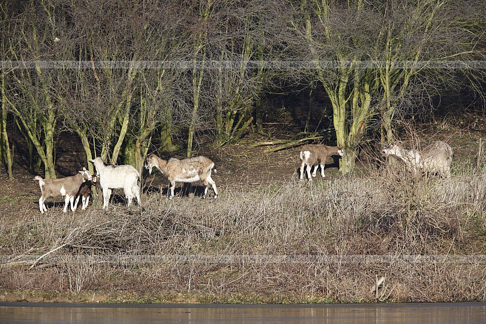 Capra aegagrus hircus Goats being used to manage vegetation on island in Willan Lake Milton Keynes