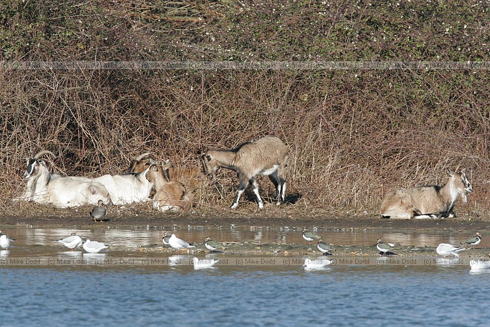 Capra aegagrus hircus Goats being used to manage vegetation on island in Willan Lake Milton Keynes