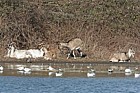 Capra aegagrus hircus Goats being used to manage vegetation on island in Willan Lake Milton Keynes