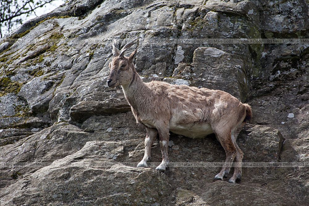 Capra falconeri heptneri Bukharan Markhor