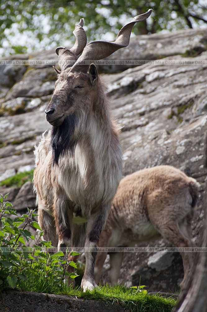 Capra falconeri heptneri Bukharan Markhor
