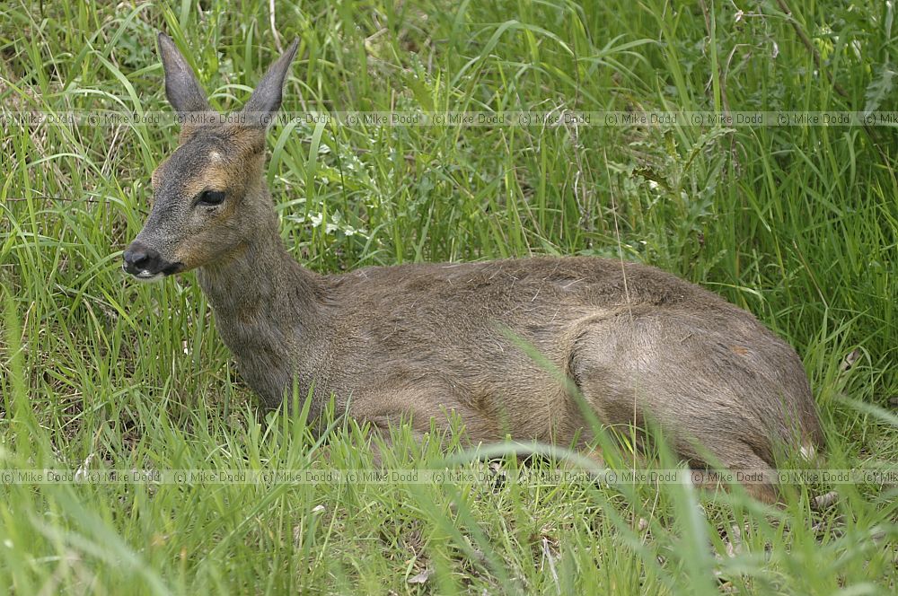 Capreolus capreolus Roe deer