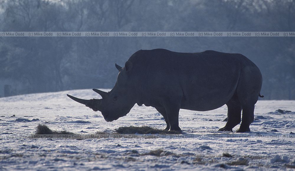 Ceratotherium simum simum Southern white Rhinoceros