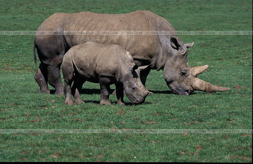 Ceratotherium simum simum Southern white Rhinoceros