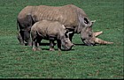 Ceratotherium simum simum Southern white Rhinoceros